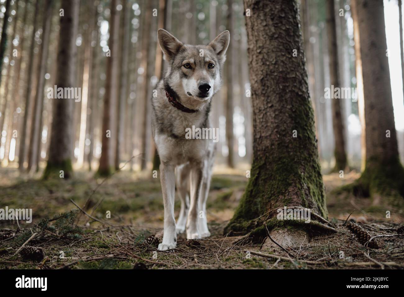 A Saarloos Wolfdog standing in the woods. Stock Photo