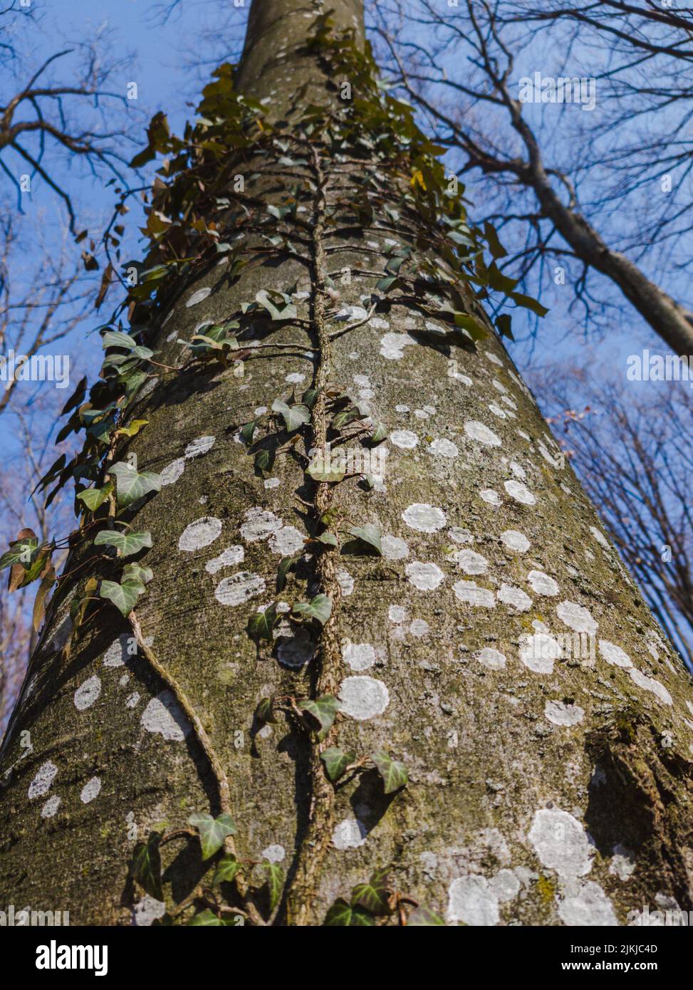 A vertical bottom shot of a an Ivy plant growing on a tree trunk. Stock Photo