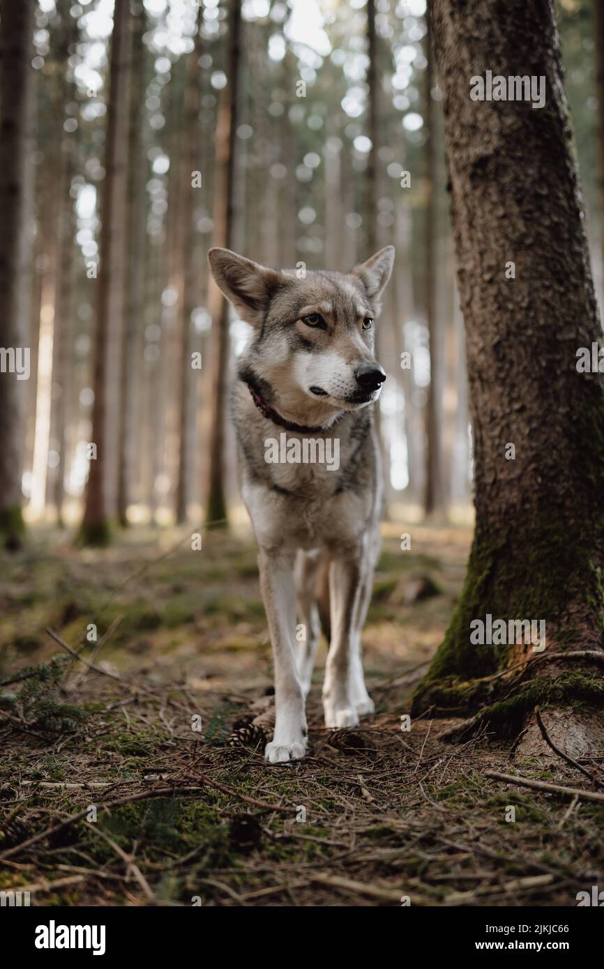 A vertical shot of a Saarloos Wolfdog standing in the woods. Stock Photo