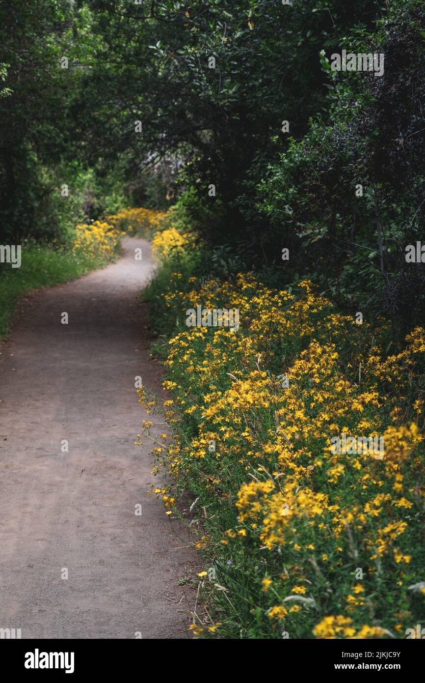 A vertical shot of a long path through blooming flowers in a ...