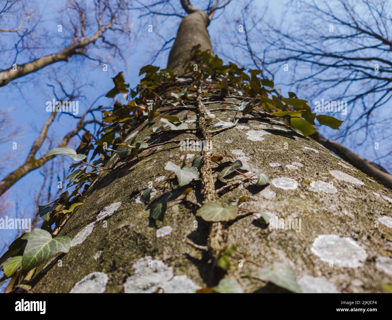 A low angle of ivy plant growing on a tree bark covered in lichen Stock Photo