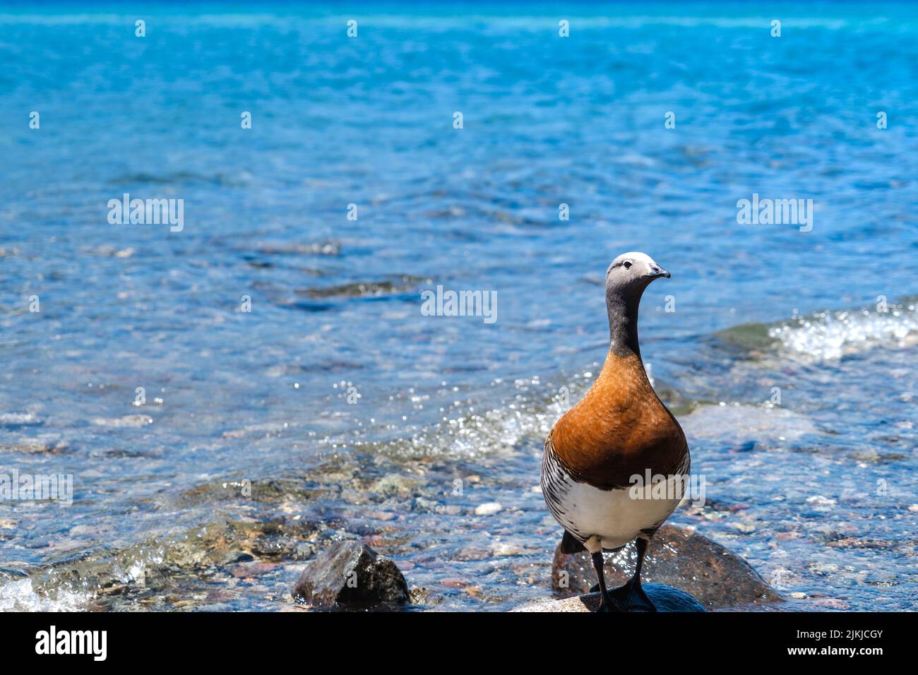 A Magellanic goose on a sunny bay Stock Photo