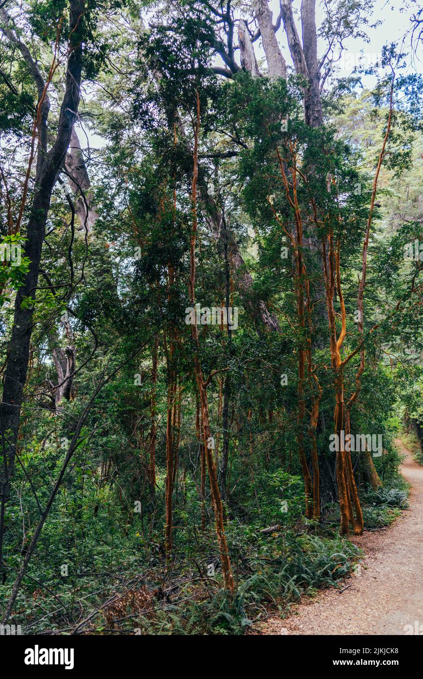 A natural view of yellow moss growing on trees with a dirt trail road