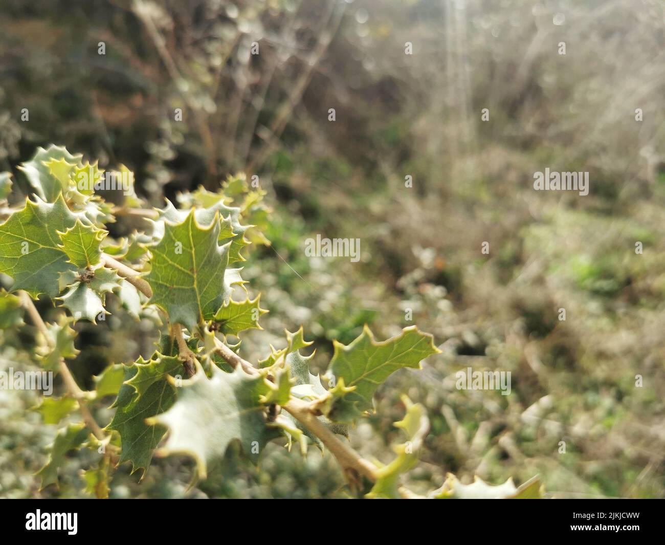 Shallow focus shot field hi-res stock photography and images - Alamy