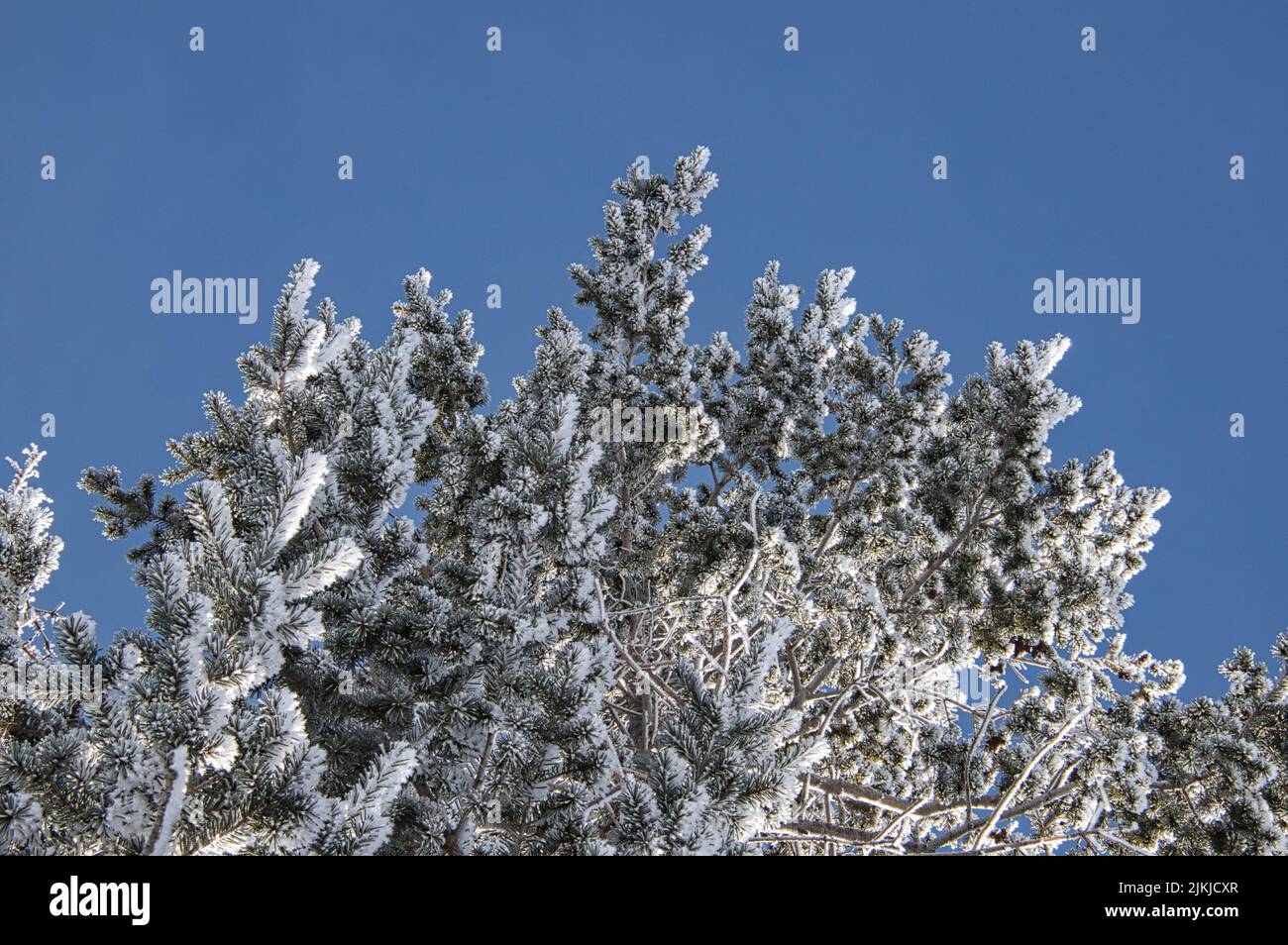 A top of a pine tree covered with snow under the blue clear sky Stock Photo