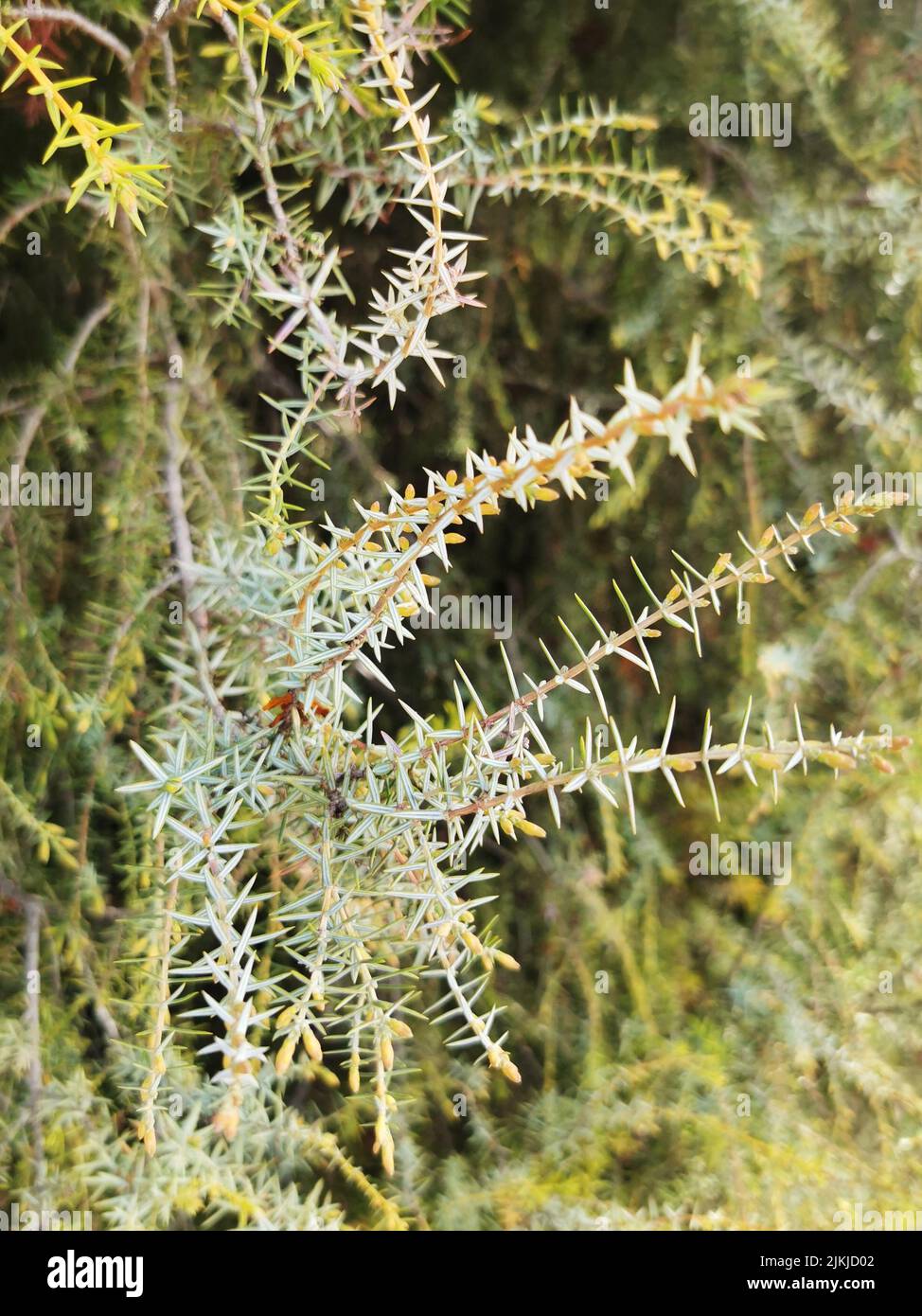 A vertical shot of a plant Stock Photo