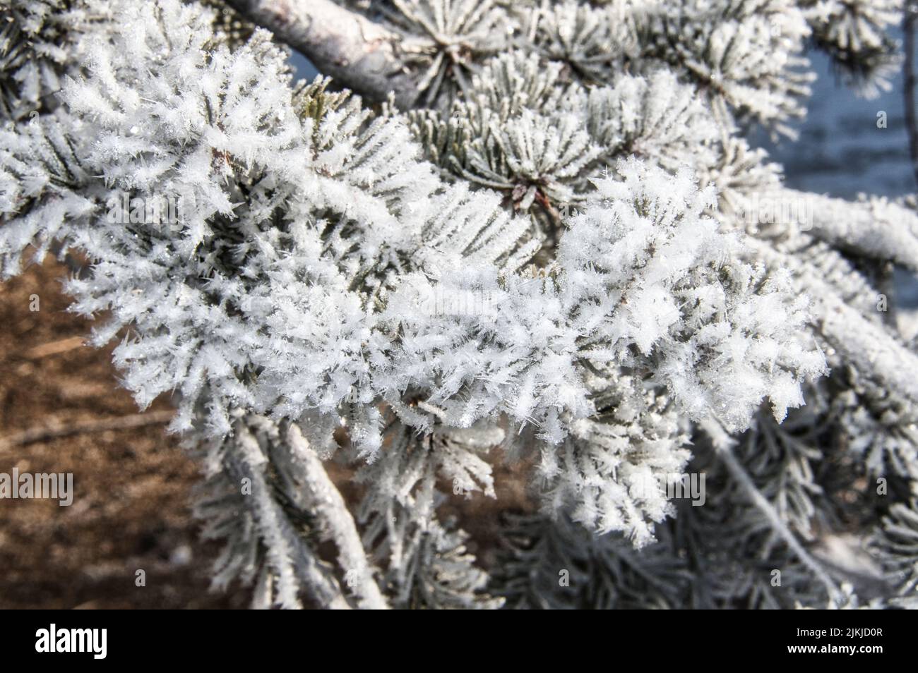 Beautiful tree branches covered hi-res stock photography and images - Alamy
