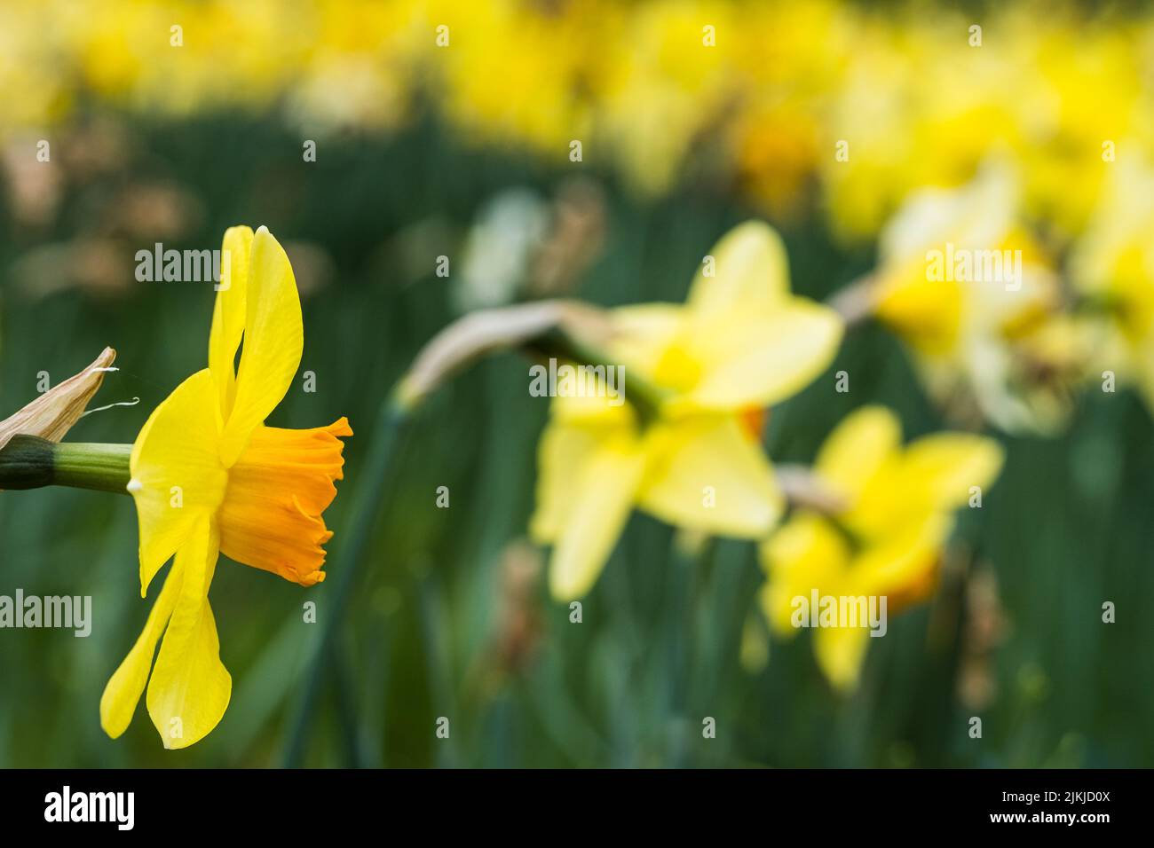 Spring daffodils in full bloom in 'Daffodil Valley' at Waddesdon Manor