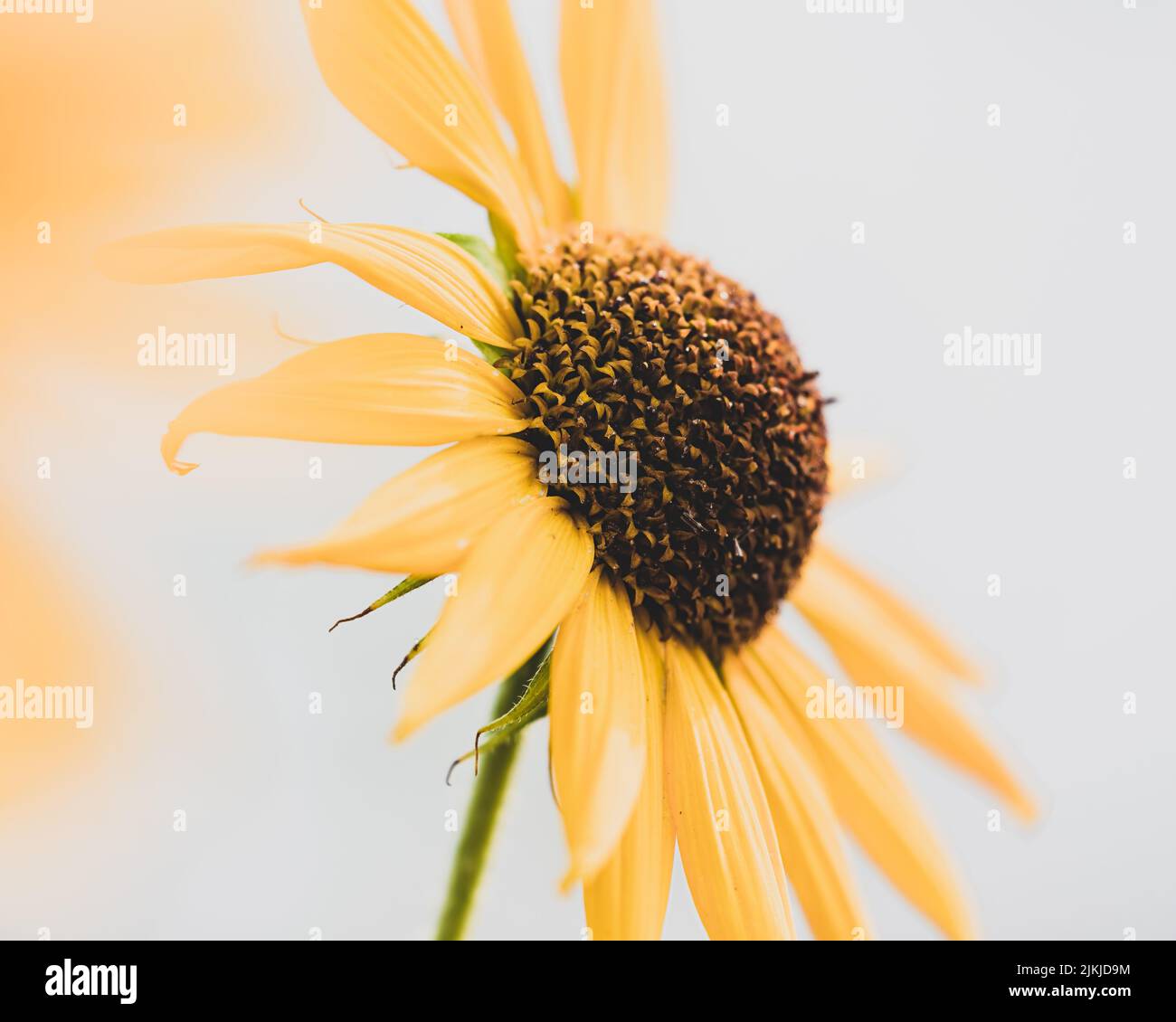 A closeup of a bright yellow sunflower. Stock Photo