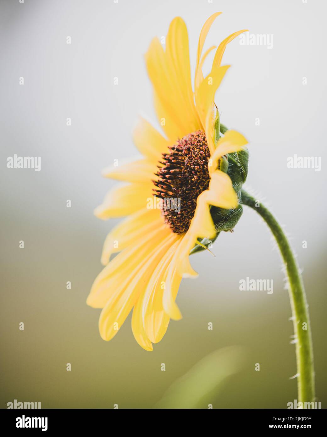 A vertical closeup of a bright yellow sunflower. Stock Photo