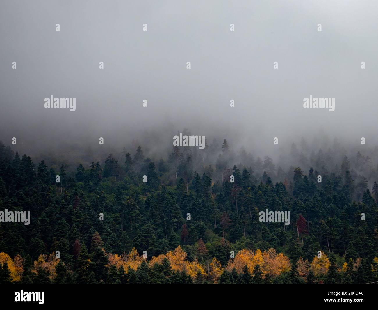 Foggy forest landscape hi-res stock photography and images - Alamy