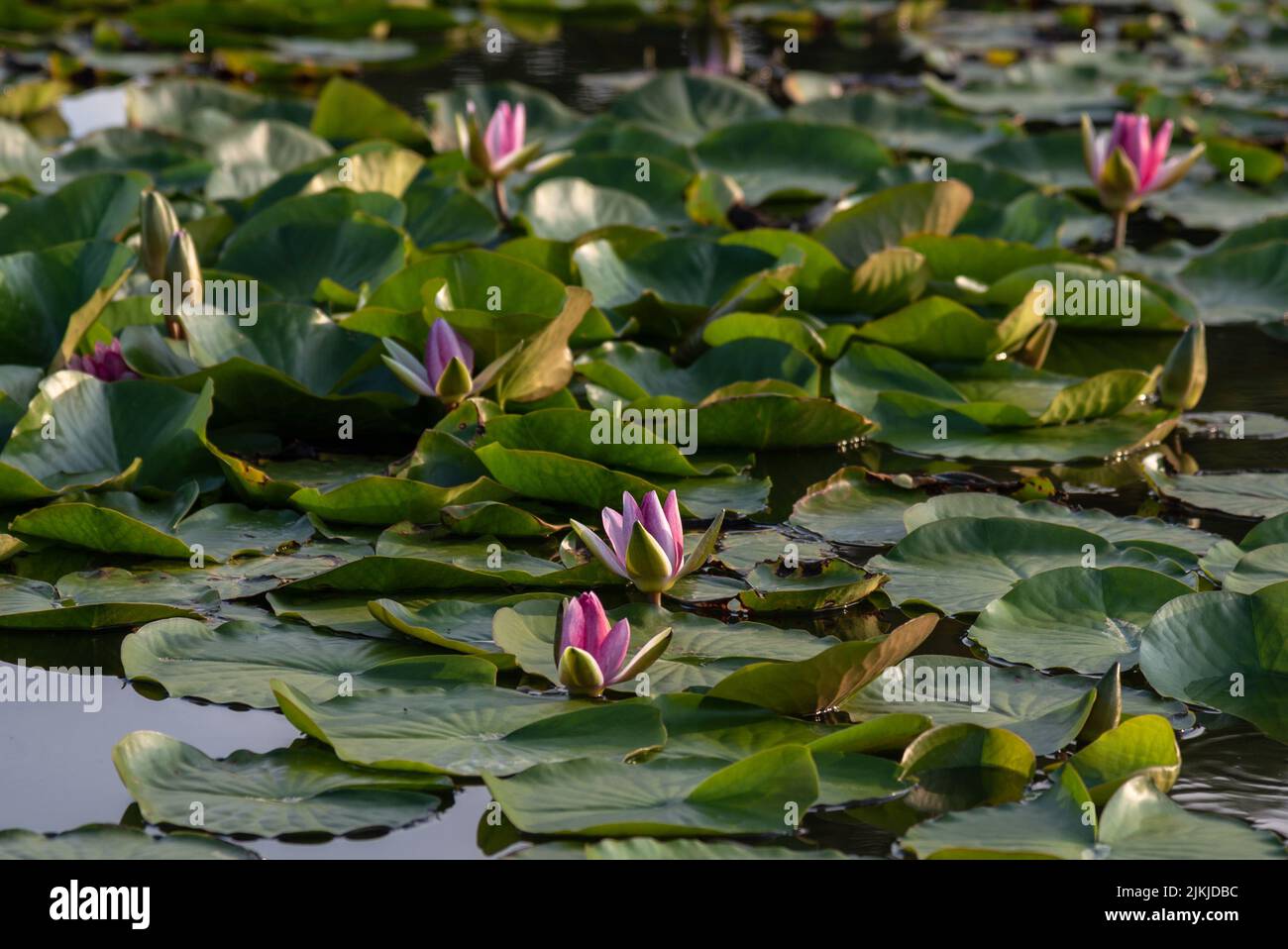 A closeup of Nymphaea flowers blooming on the lake Stock Photo