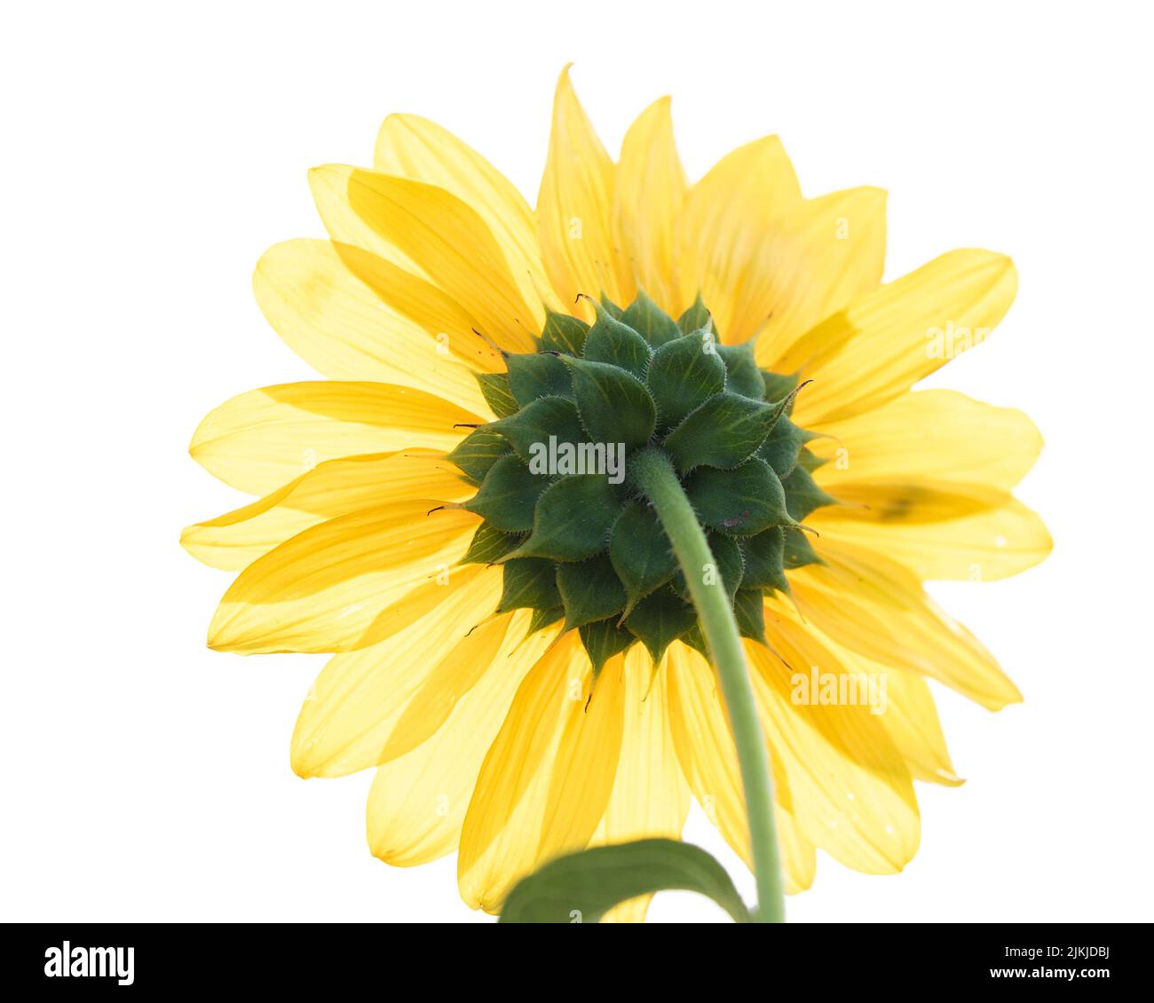 A sunflower isolated on white background Stock Photo