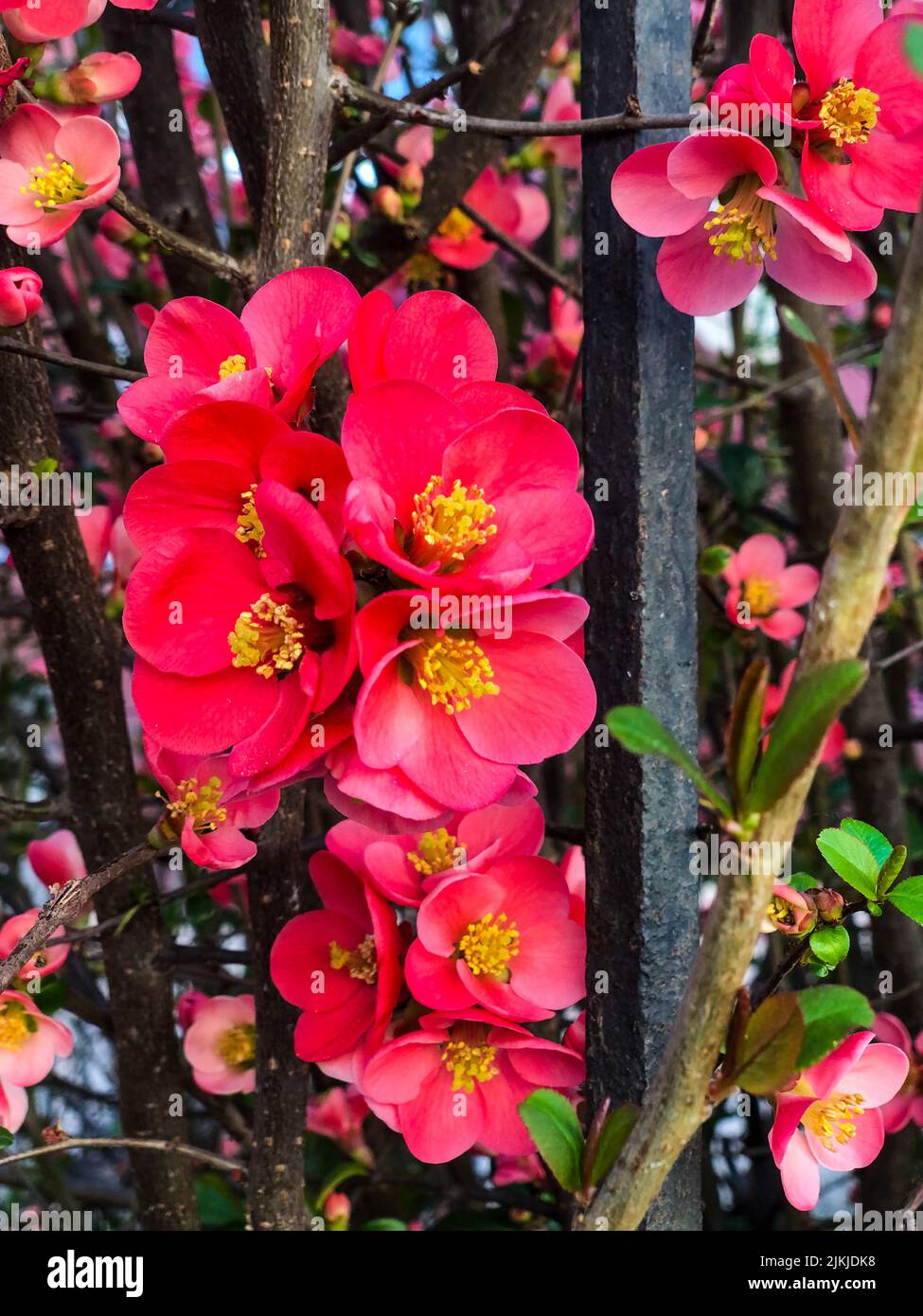 A vertical closeup of bright pink Chaenomeles flowers near the black