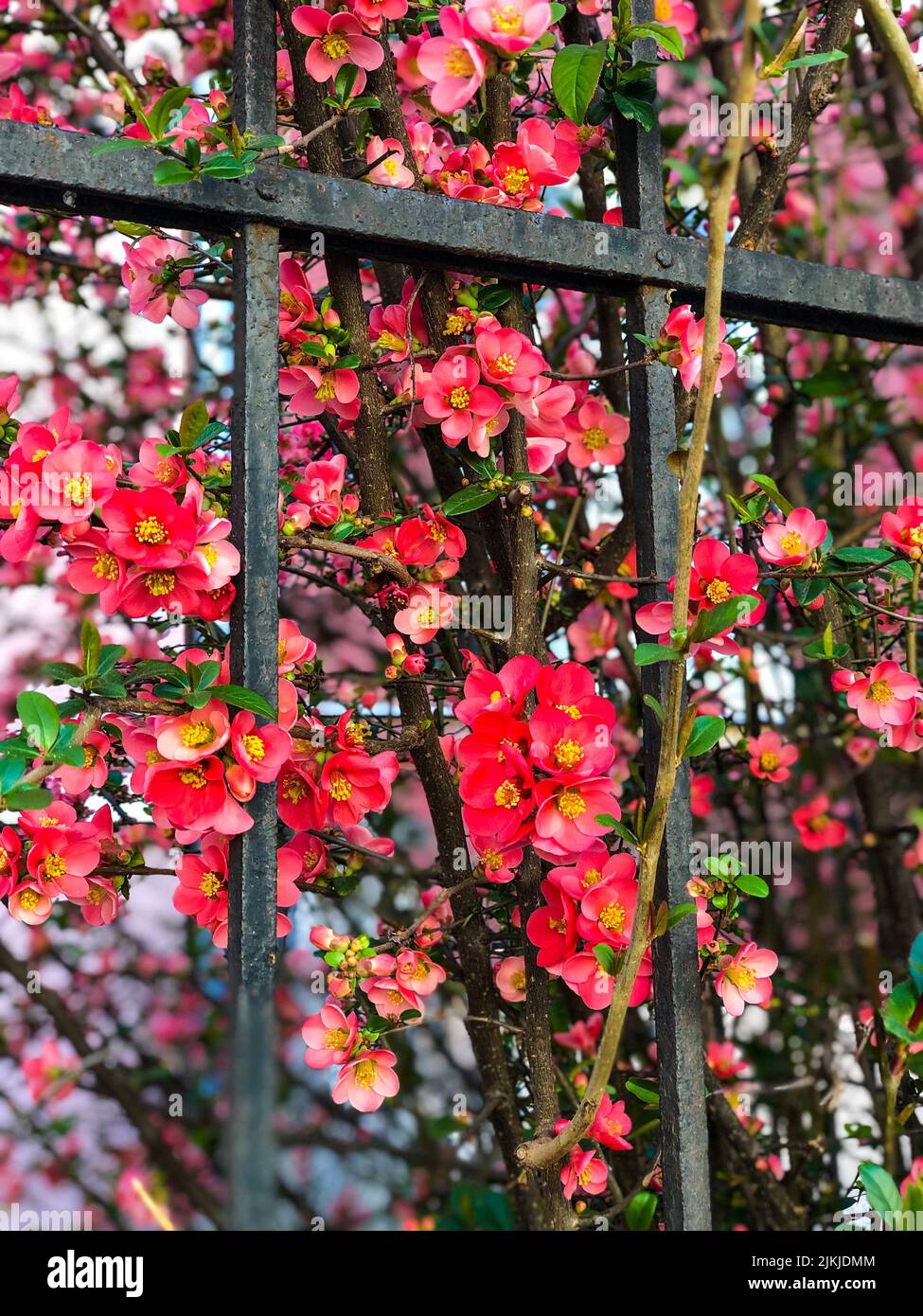 A vertical shot of bright red blooming chaenomeles japonica flowers