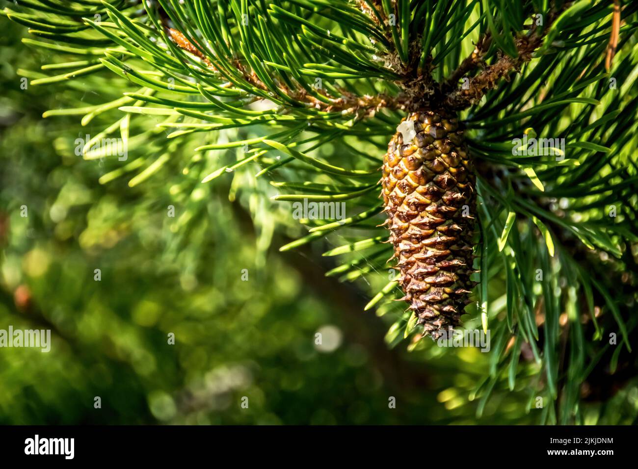 A closeup of a pine cone on a  tree under the bright sunlight Stock Photo