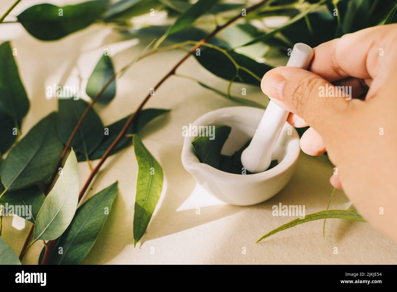 Pharmacologist pounding eucalyptus leaves in mortar on table. Stock Photo