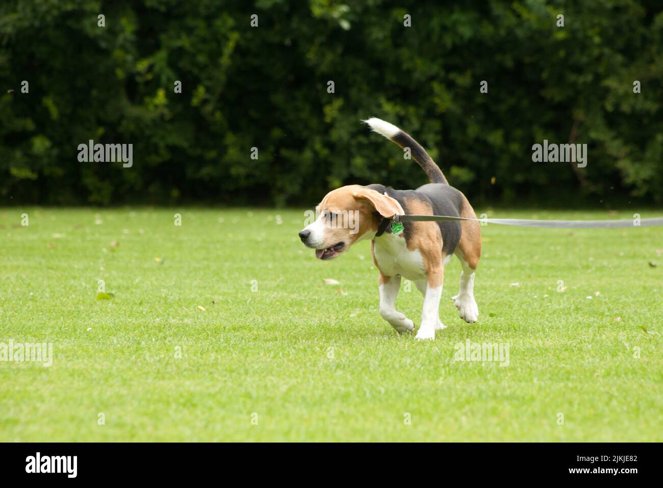 Beagle rennt auf einer Wiese Stock Photo