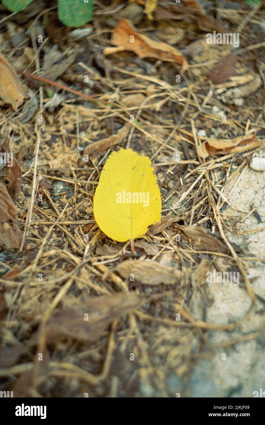 A vertical closeup shot of the yellow leaf on the ground Stock Photo ...