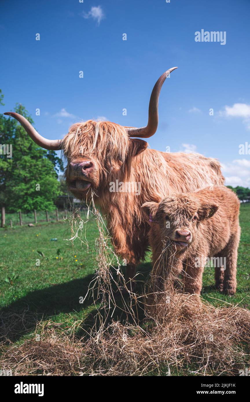 A Scottish Highland Cow Calf Stock Photo