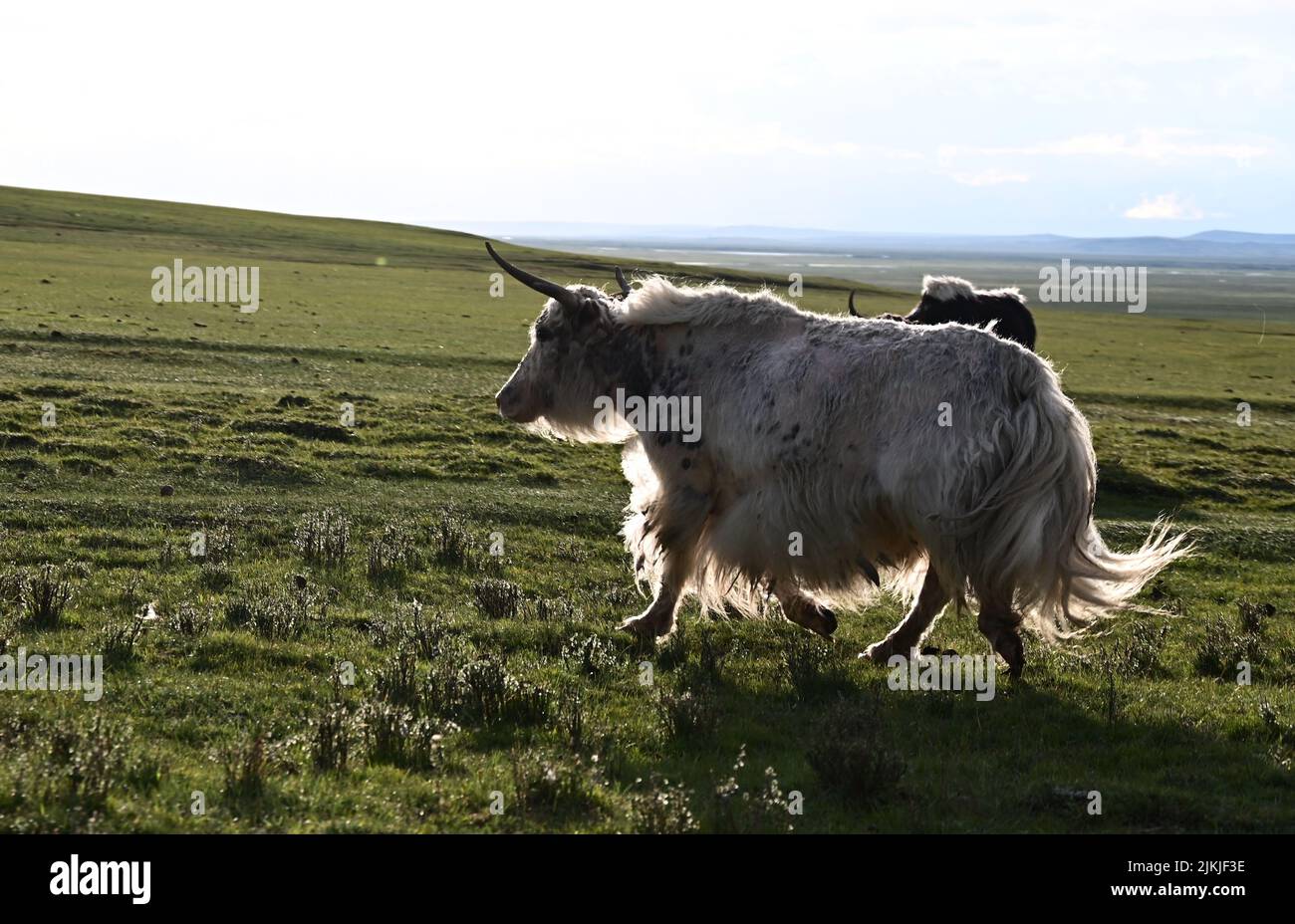 A beautiful shot of a white yak walking on the grassland on a sunny day with a cloudy sky Stock Photo