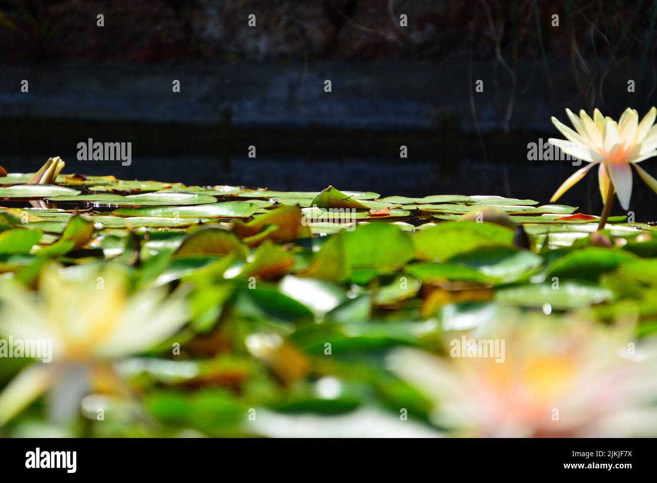 Pond with water lily hi-res stock photography and images - Alamy
