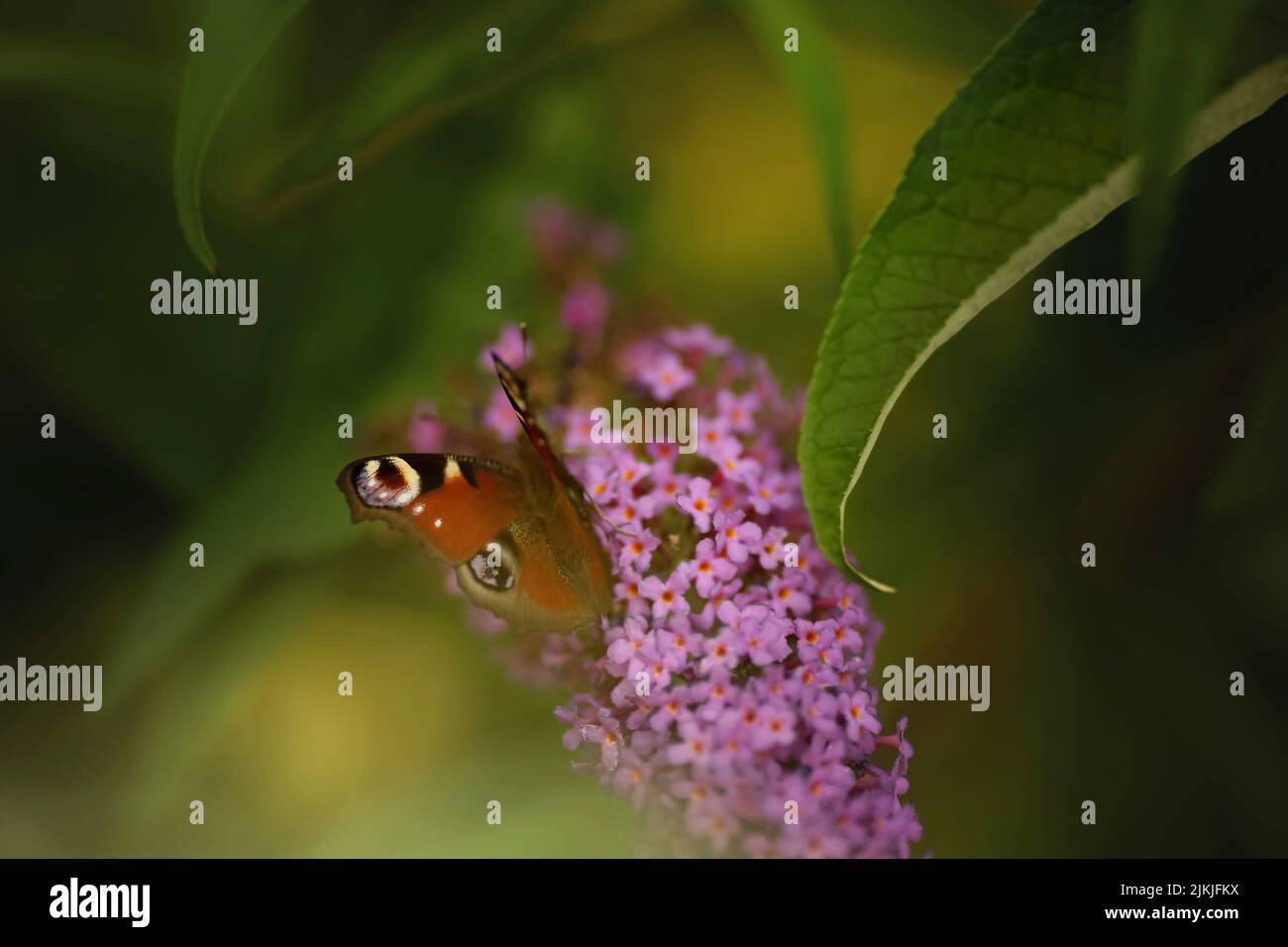 Lilac Top With Butterfly