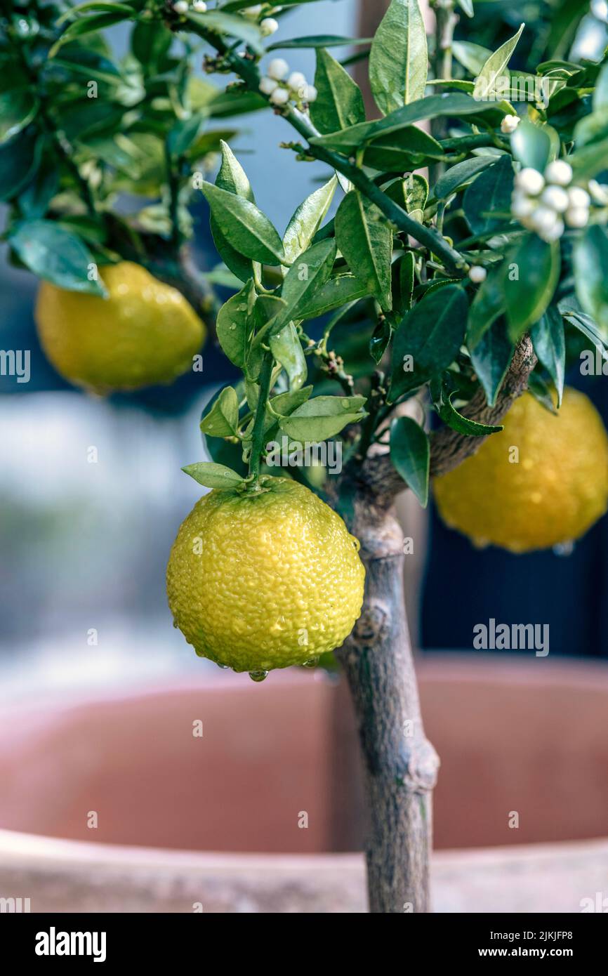 A vertical selective focus of a lemon (Citrus limon) on a tree Stock Photo