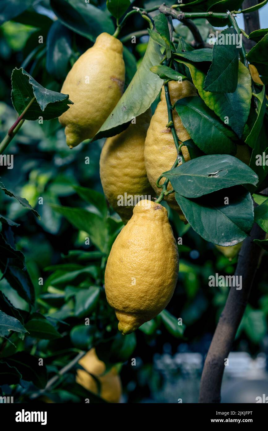 A vertical shallow focus of a lemon (Citrus limon) on a tree Stock Photo