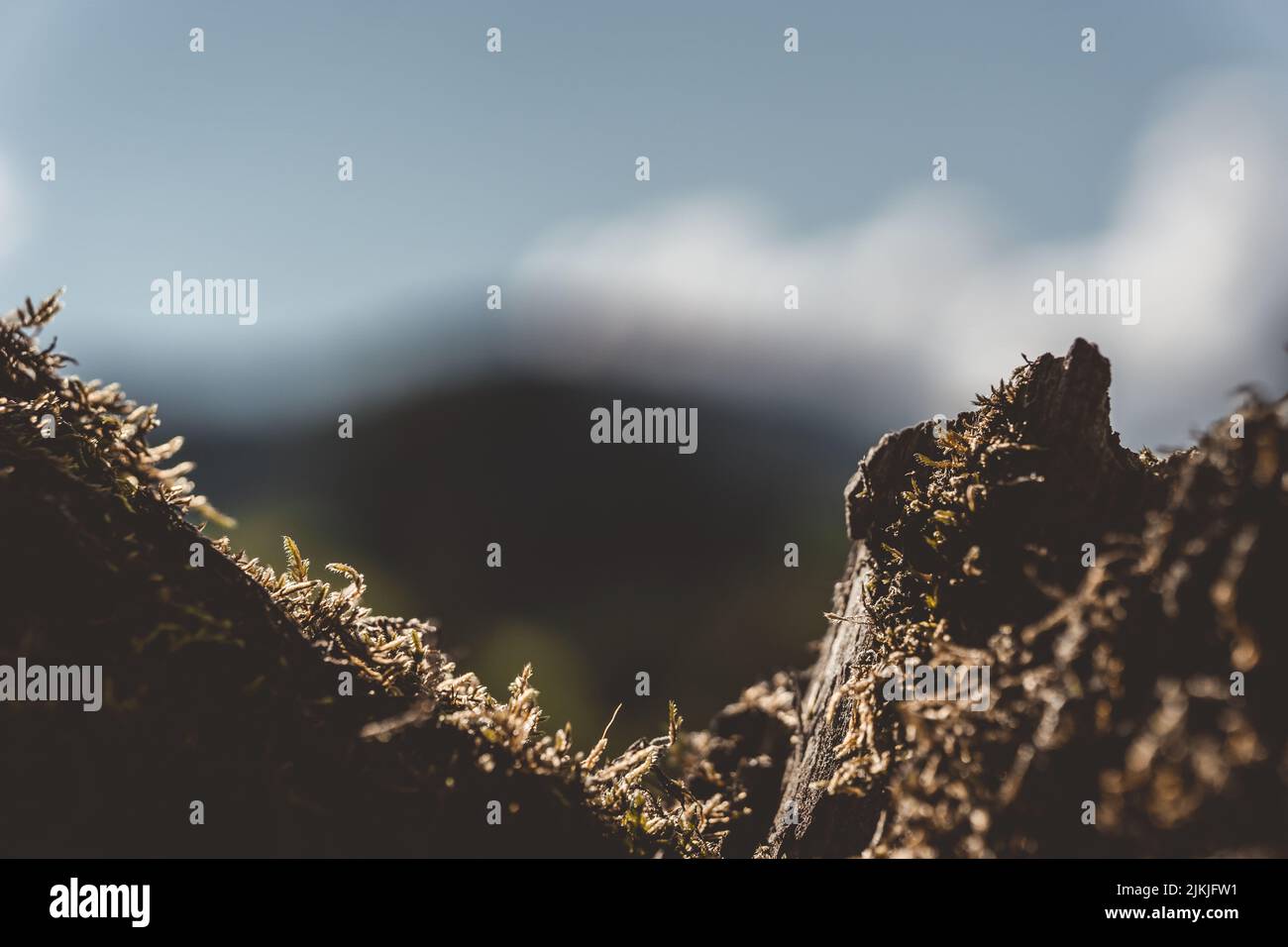 Closeup beauty of tree hi-res stock photography and images - Alamy
