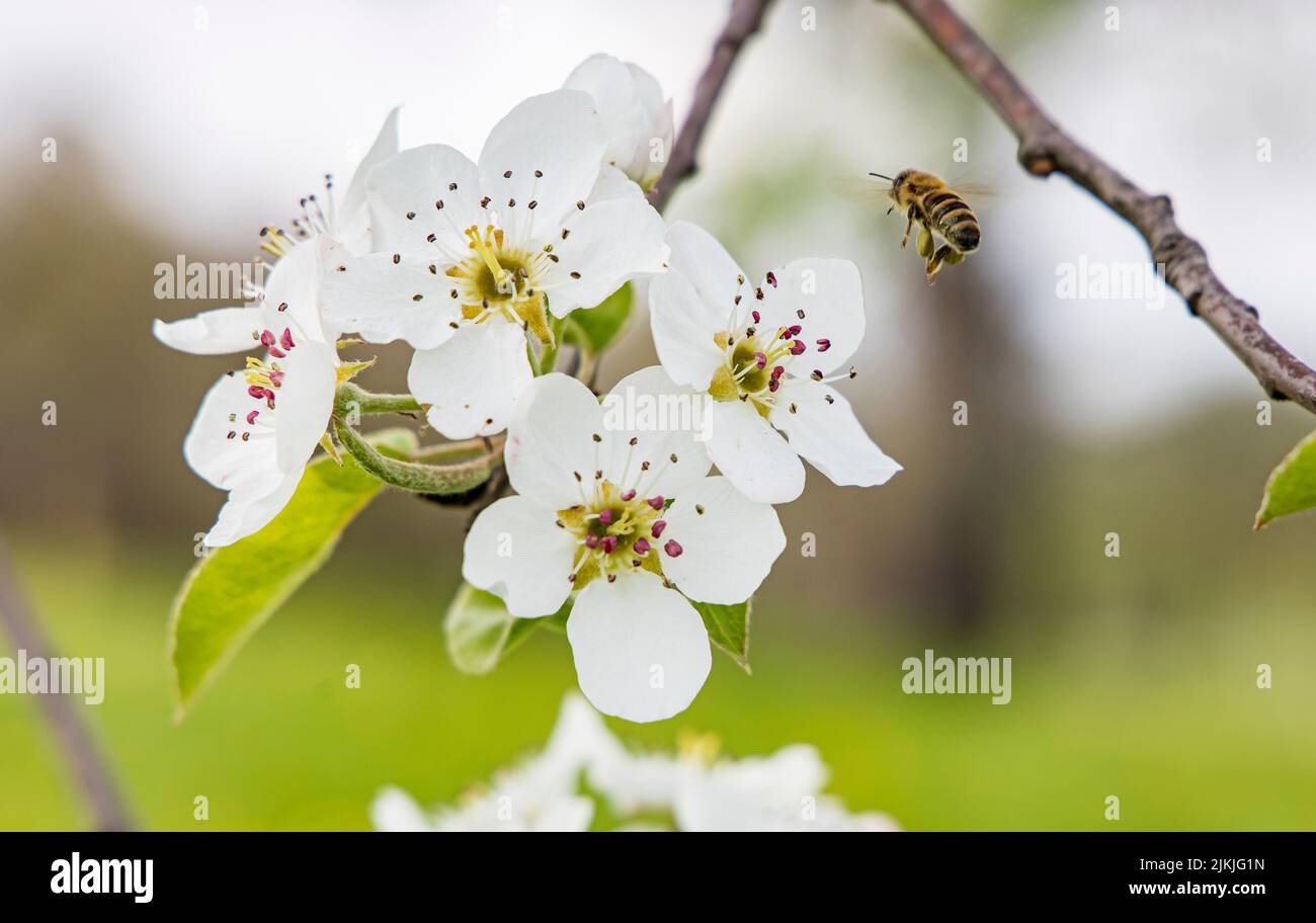 Pear blossom with bee, scattered fruit, pear tree, spring Stock Photo