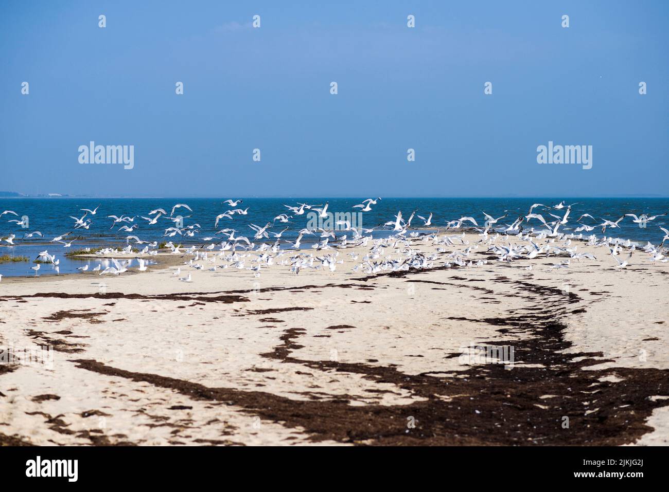 Sylt bird life, Rantum, Wadden Sea Protection Station, Schleswig-Holstein, Germany Stock Photo