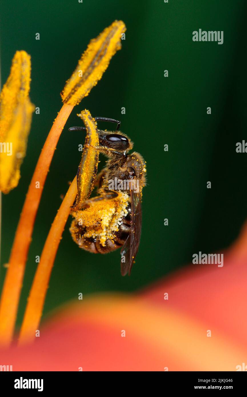 Furrowing bee collecting pollen on ditch daylily (Hemerocallis fulva) Stock Photo