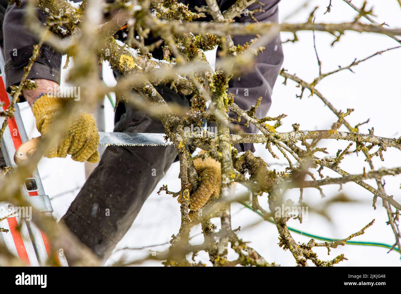 Scattered fruit pruning, winter, apple tree Stock Photo Alamy