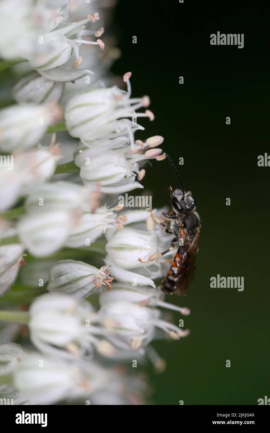 Male of the common halictid bee (Lasioglossum calceatum) on kitchen leek (Allium porrum). Stock Photo