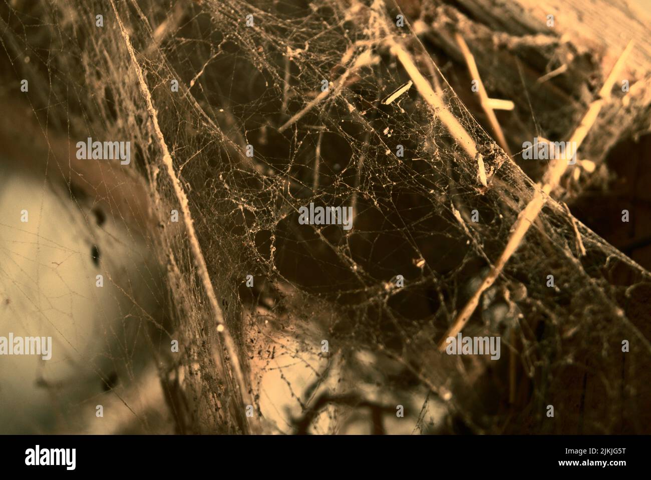 A closeup of the cobwebs hanging on the wooden framework of a barn