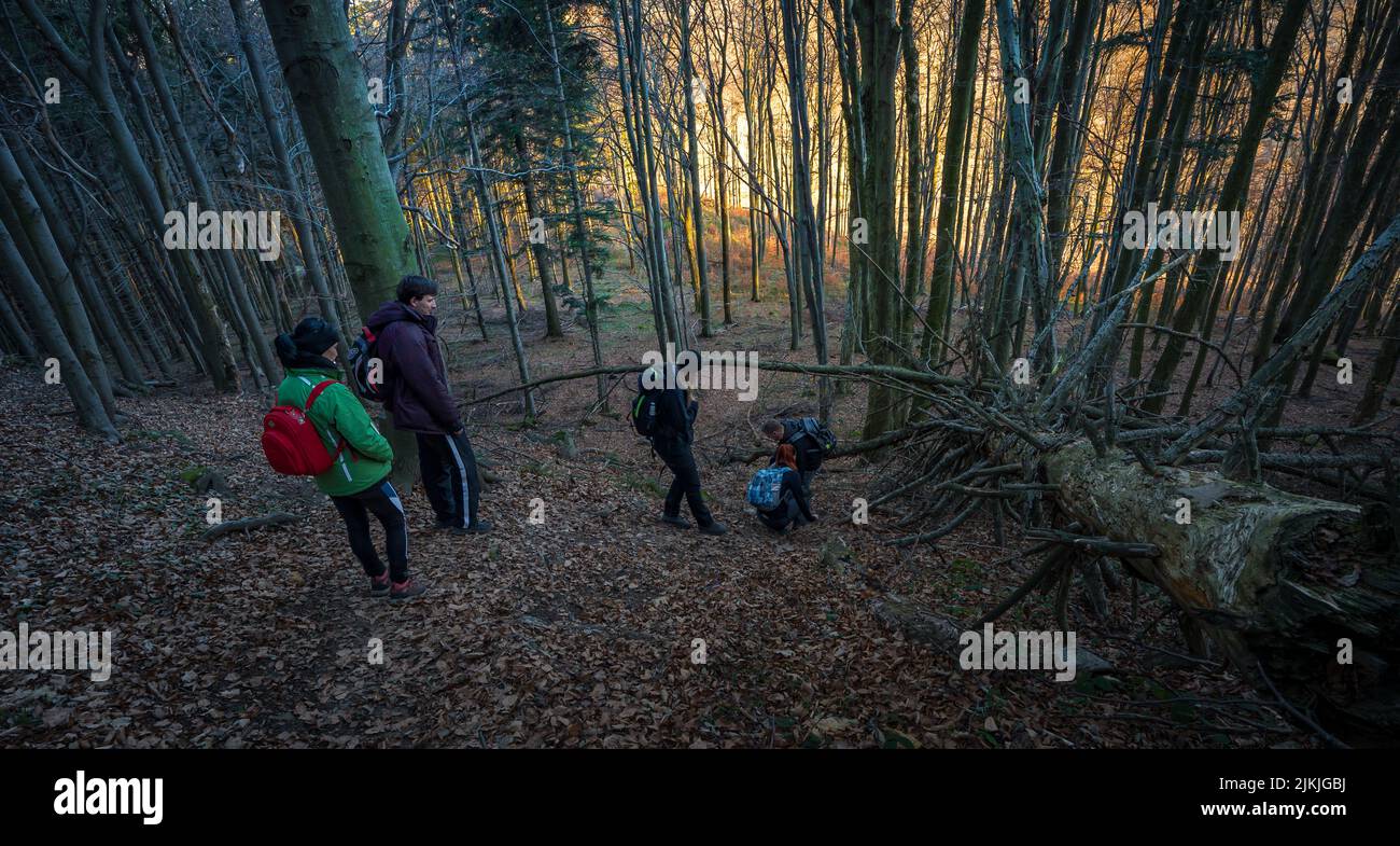 Group people walking through woods hi-res stock photography and images ...