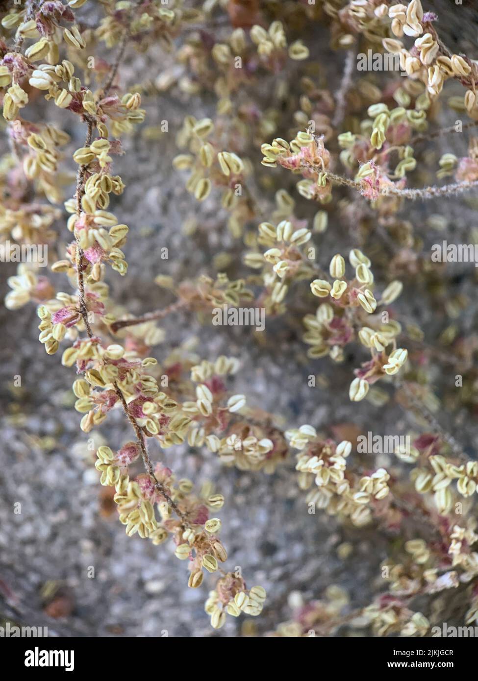 A vertical shot of pollen from an oak tree Stock Photo Alamy