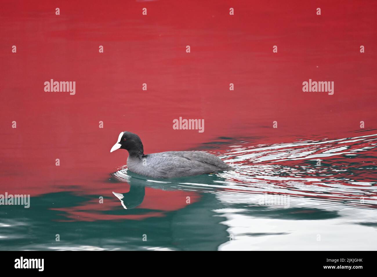 A close up shot of a whitebilled sea chicken on a red ground Stock