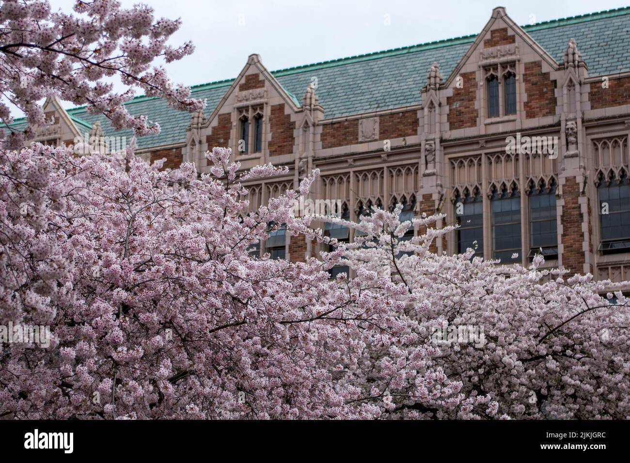 A beautiful cherry blossom tree in front of the University of