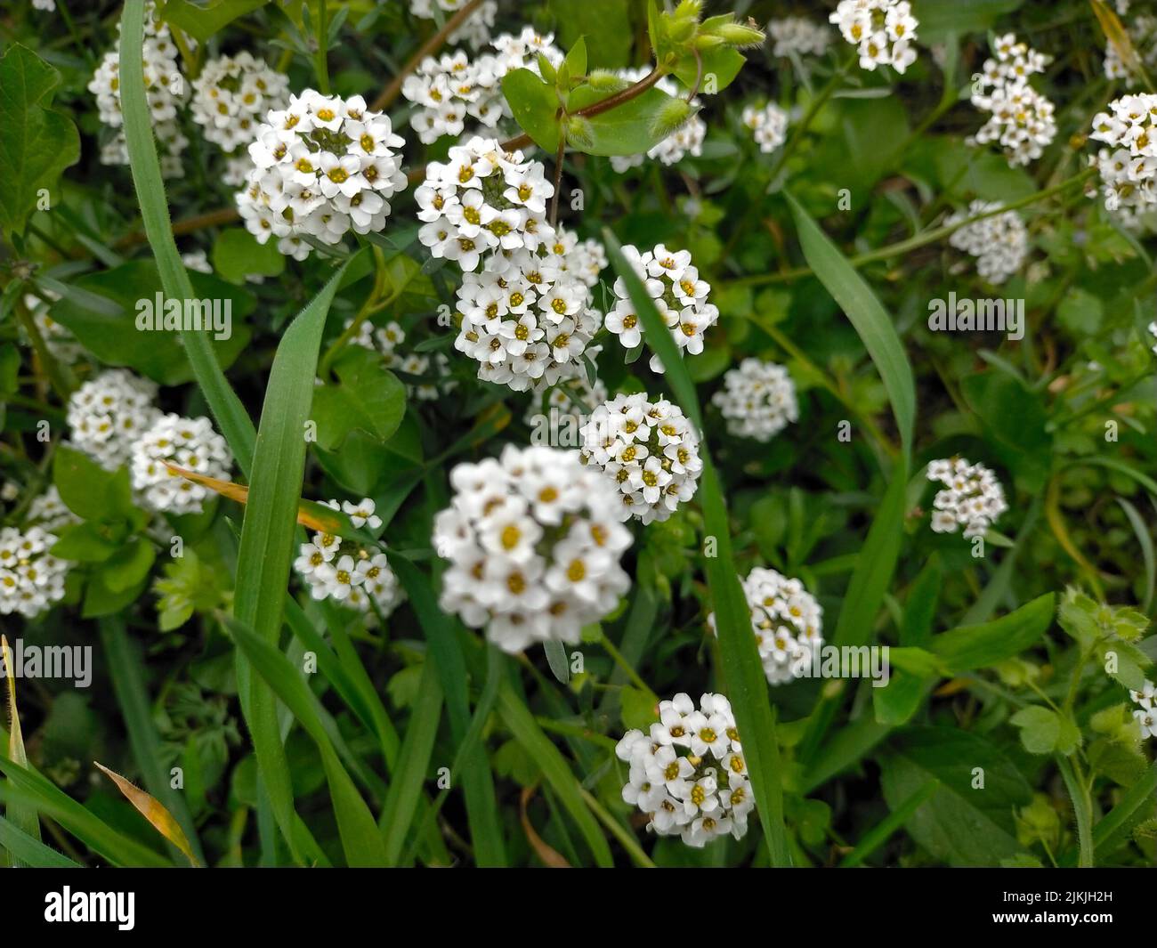 Alyssum plant hi-res stock photography and images - Alamy
