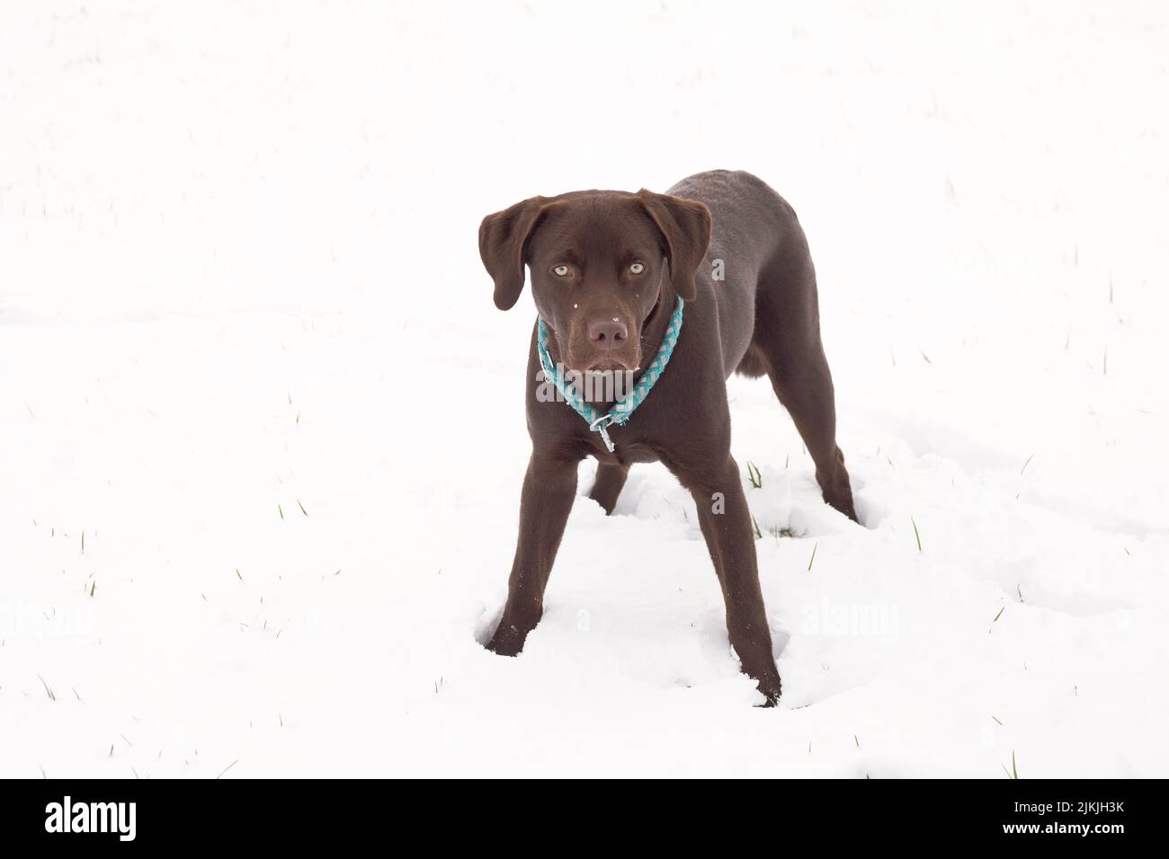 A brown lobrador dog standing in a snow-covered field Stock Photo