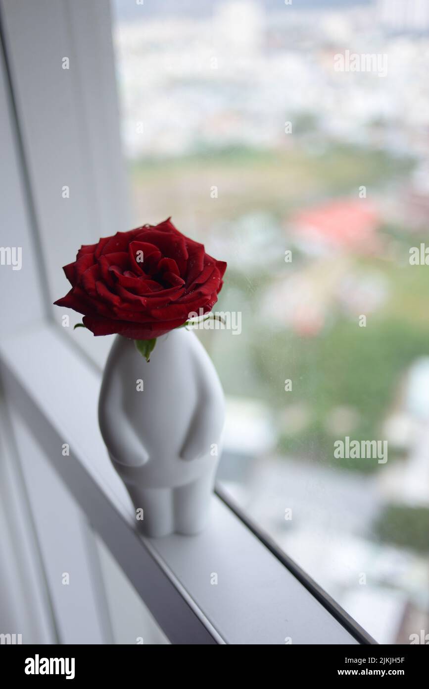 A cute white vase with a single red rose Stock Photo - Alamy