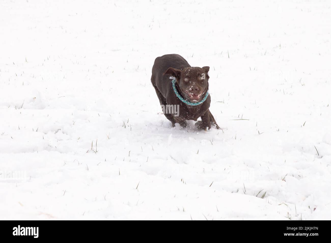 A brown lobrador dog preparing to run in a snow-covered field Stock Photo
