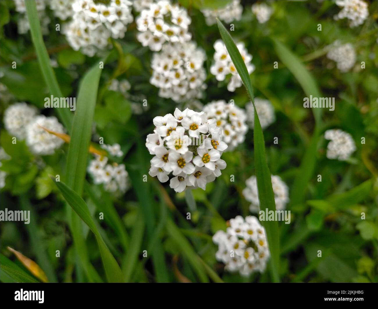 Alyssum plant hi-res stock photography and images - Alamy