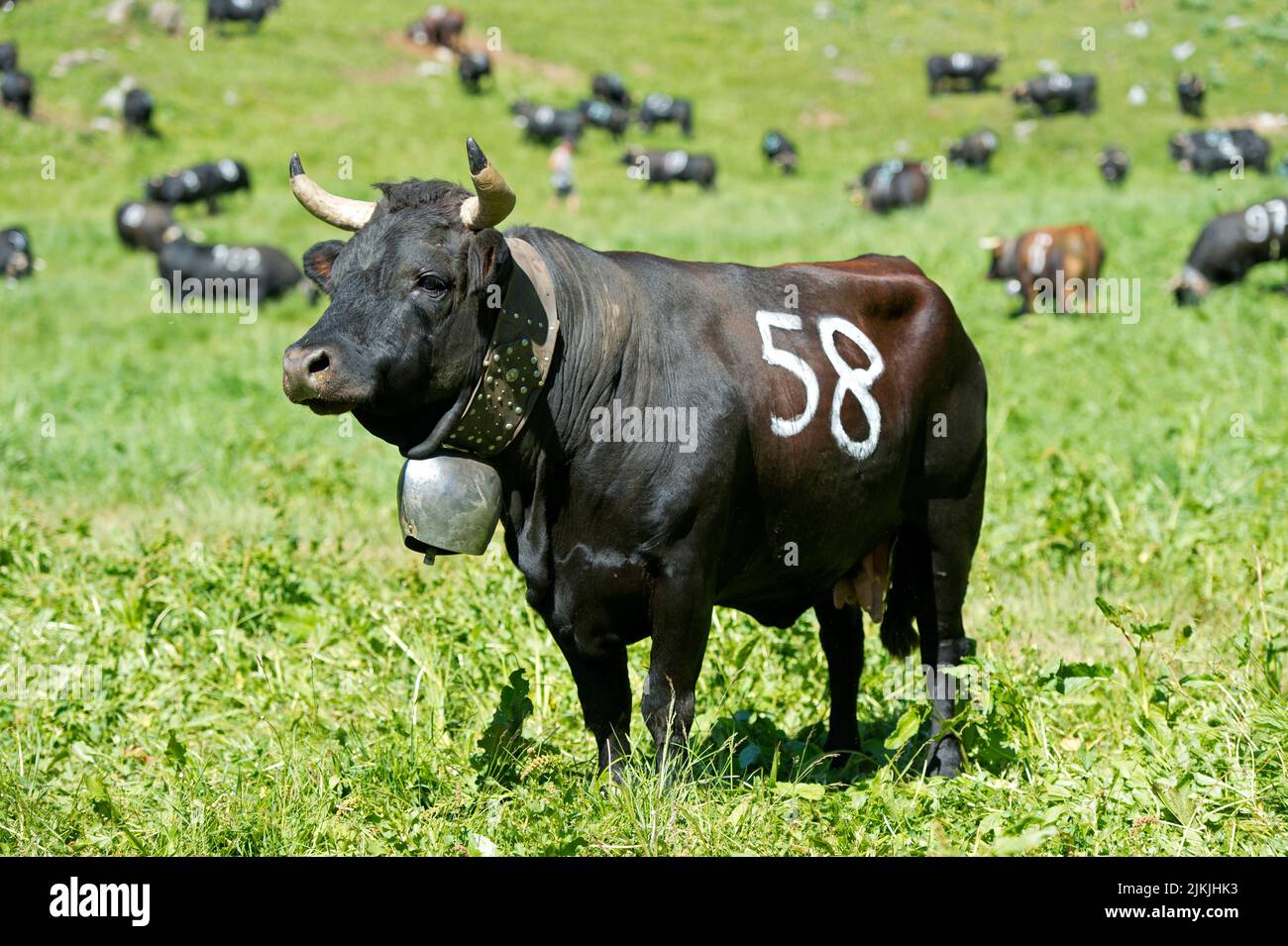Eringer fighting cow with starting number at a cow fight, Eringer breed, Alp Odonne, Ovronnaz, Valais, Switzerland Stock Photo