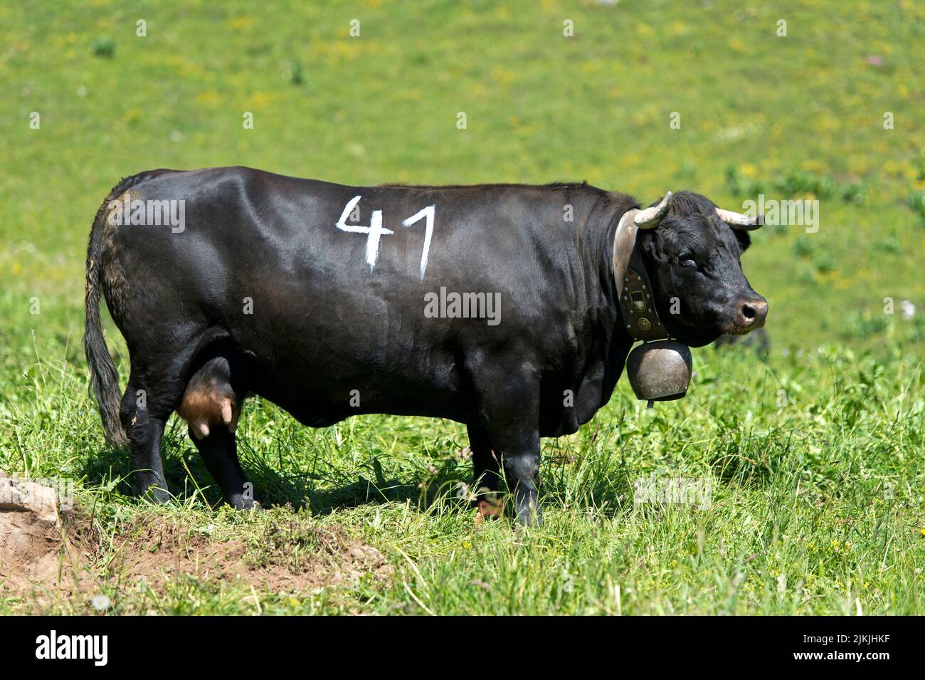 Portrait of a cow of the Eringer cattle breed at a cow fight, Alp Odonne, Ovronnaz, Valais, Switzerland Stock Photo