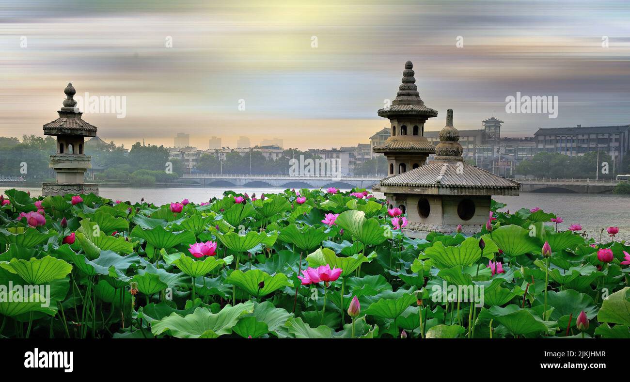 A closeup photo of Lotus flowers and artifacts from Jinshan lake park in Zhenjiang Jiangsu China. Stock Photo