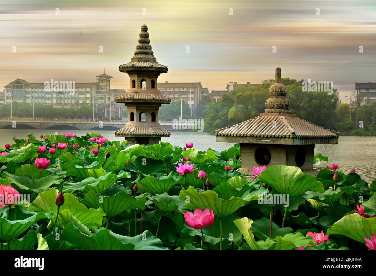 A closeup photo of lotus flowers and artifacts from Jinshan lake park in Zhenjiang Jiangsu China. Stock Photo