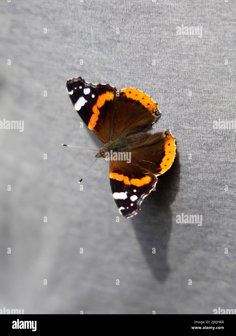 Vanessa atalanta, the red admiral butterfly. Dorsal view. Summer 2022. August. Grey fabric background. Stock Photo